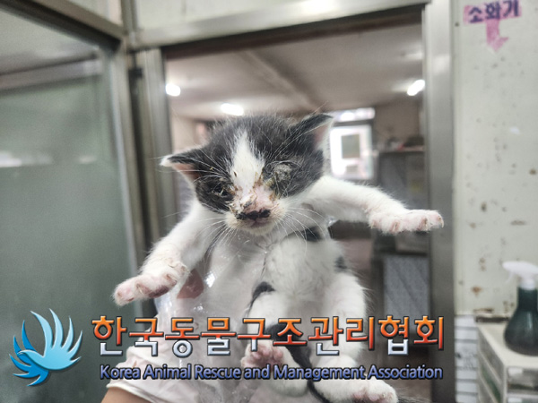 한국동물구조관리협회_441560202401336
